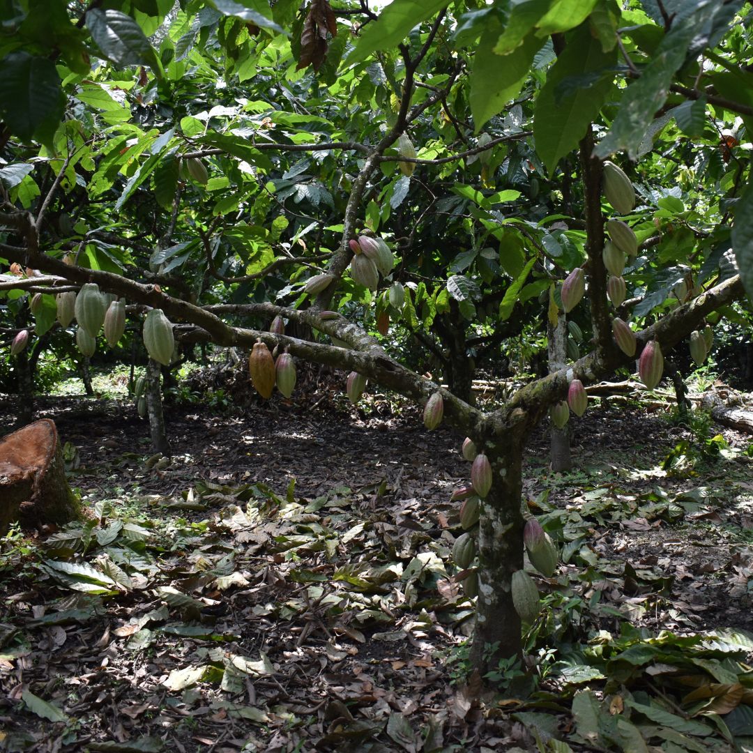 THE HISTORY OF CACAO