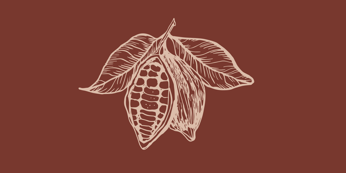 Sketch of a cacao pod with beans inside, this is in a pale pink colour on a dark solid maroon background